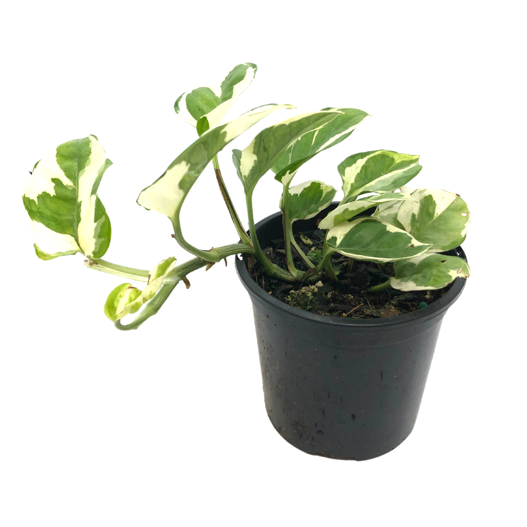 Snow Queen Pothos