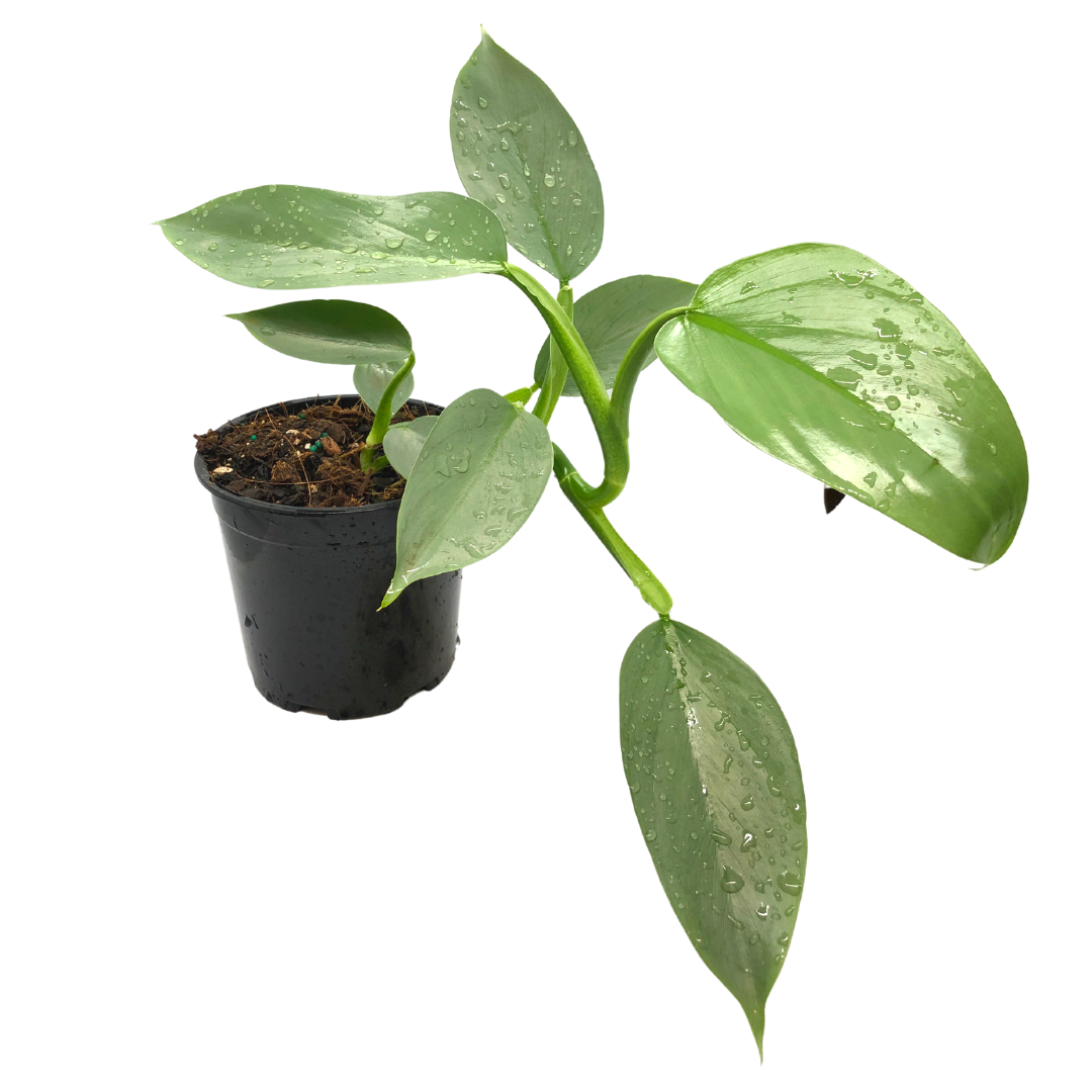 Philodendron Silver Sword