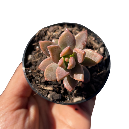 Graptosedum Bronze Delight cutting