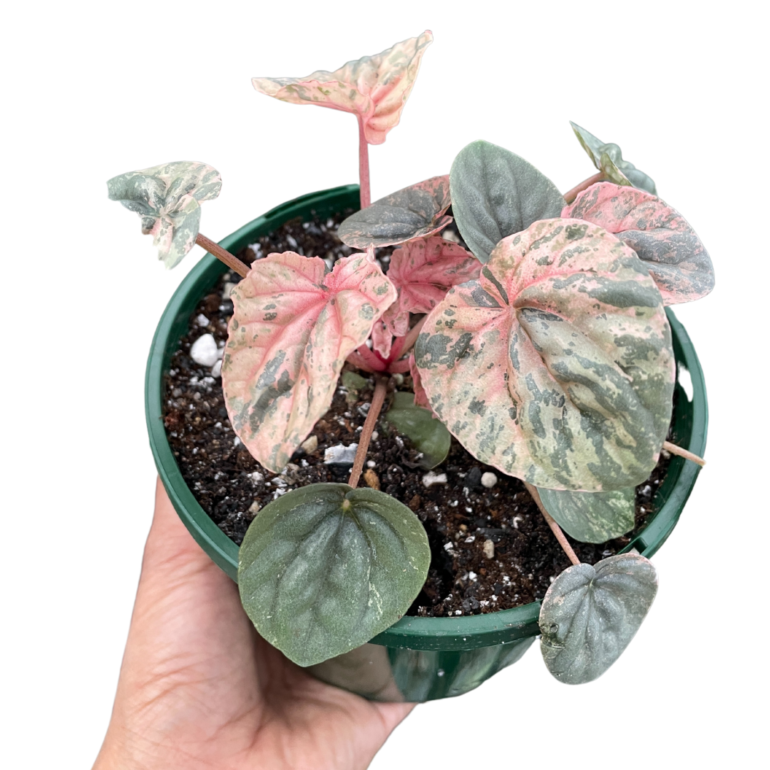 Peperomia Pink Ripple