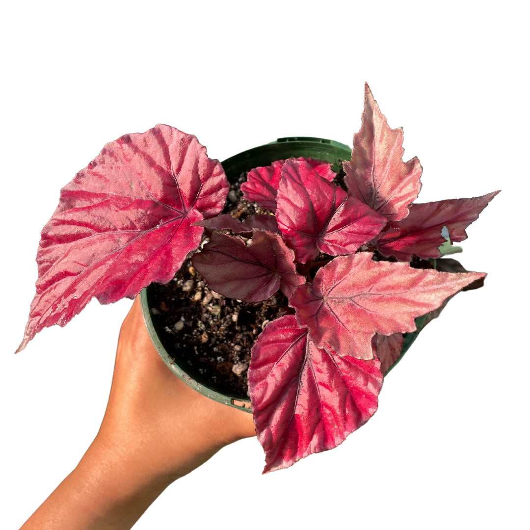 Begonia Rex