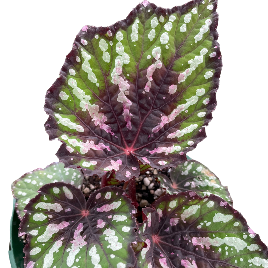 Begonia Rex