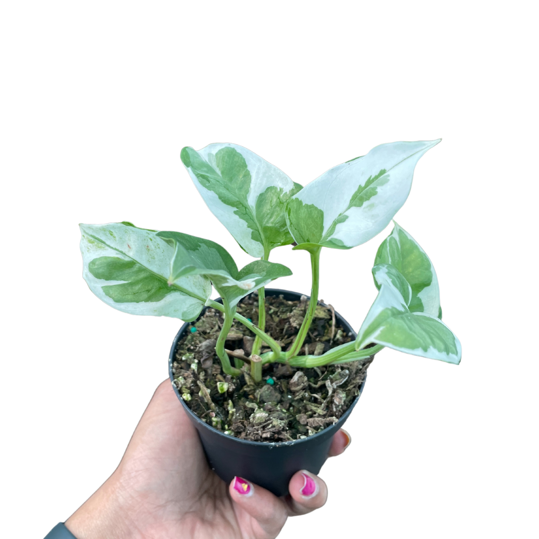 snow queen pothos