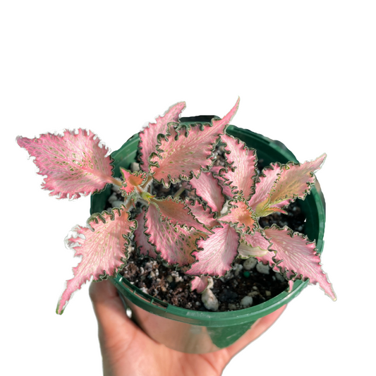 Fittonia (Pink) - Wera Plants