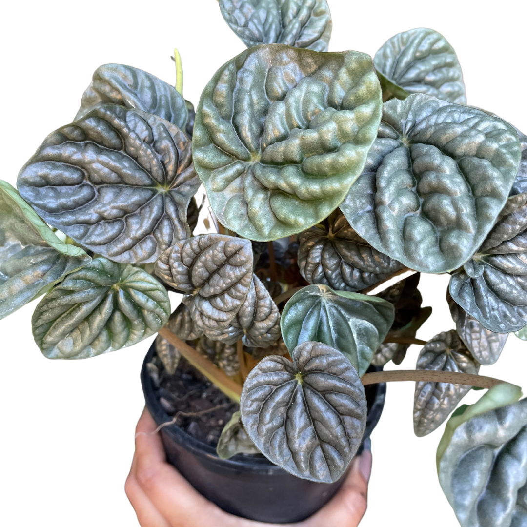 Peperomia Green Ripples - Wera Plants