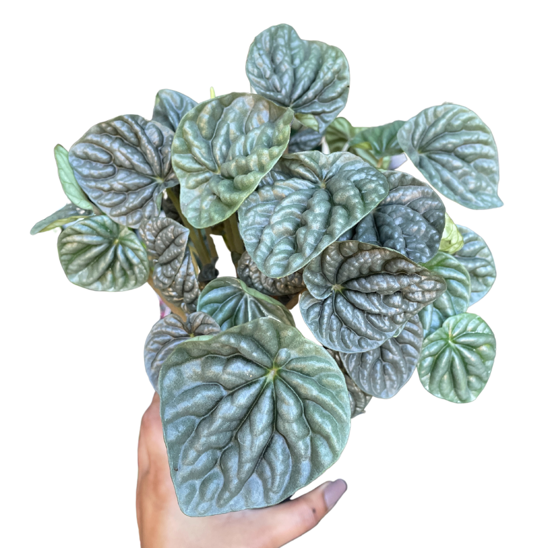 Peperomia Green Ripples - Wera Plants