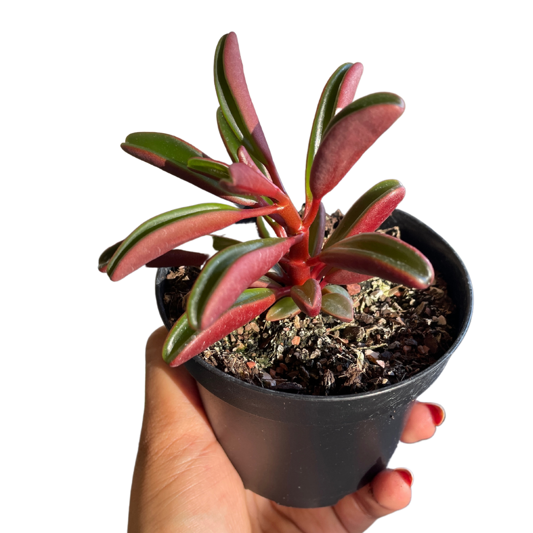 Peperomia Graveolens