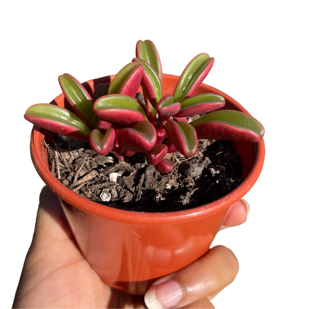 Peperomia Graveolens