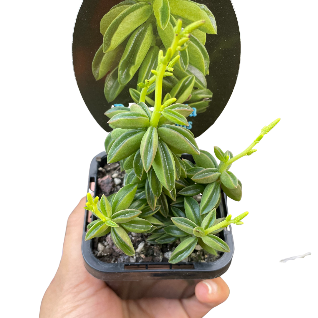 Peperomia Dolabiformis 'Ecuador'