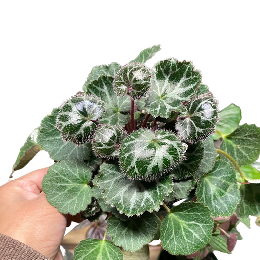 Saxifraga Stolonifera (Begonia Strawberry)