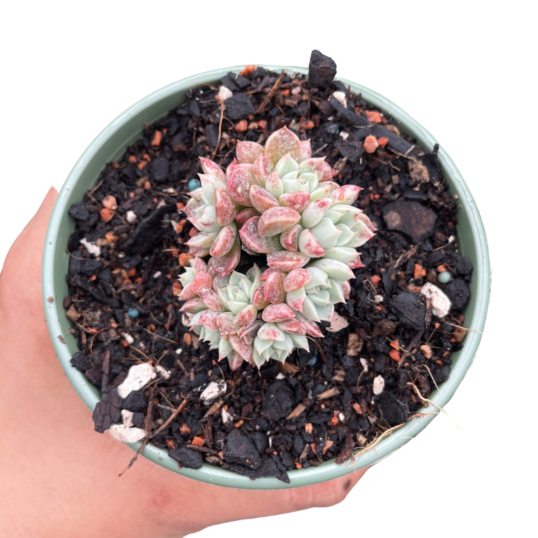 Echeveria 'Tangerine Candy'