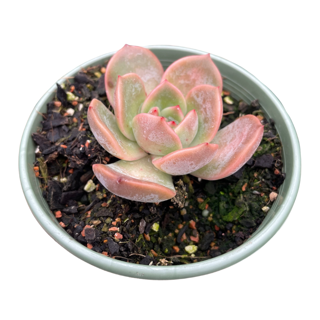 Echeveria Glam Pink