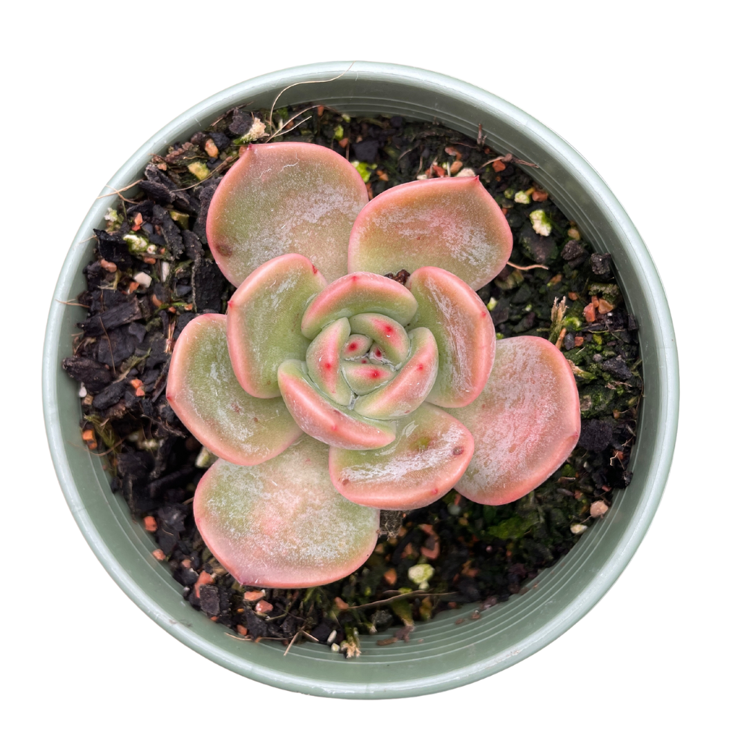 Echeveria Glam Pink