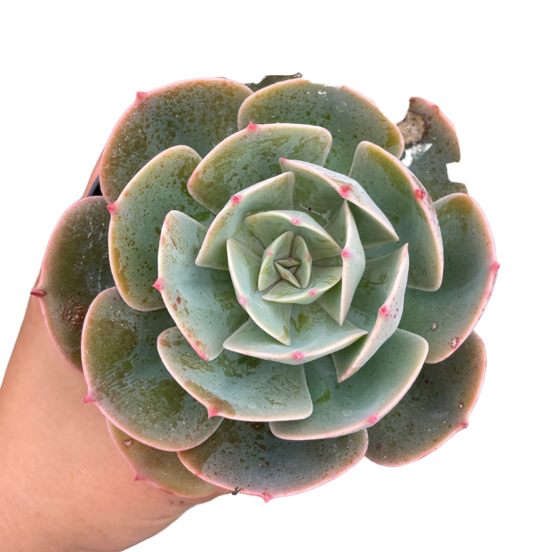 Echeveria