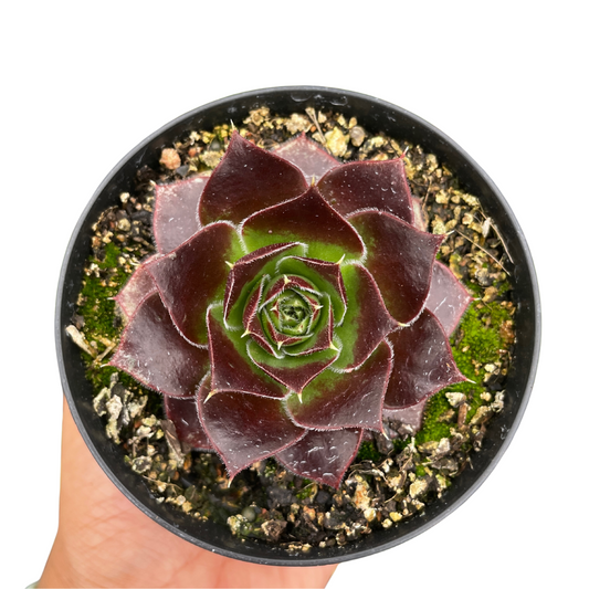 sempervivum for sale australia