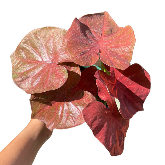 Caladium Large (pick up only)