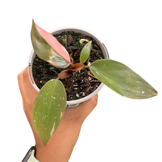 Philodendron Pink Princess