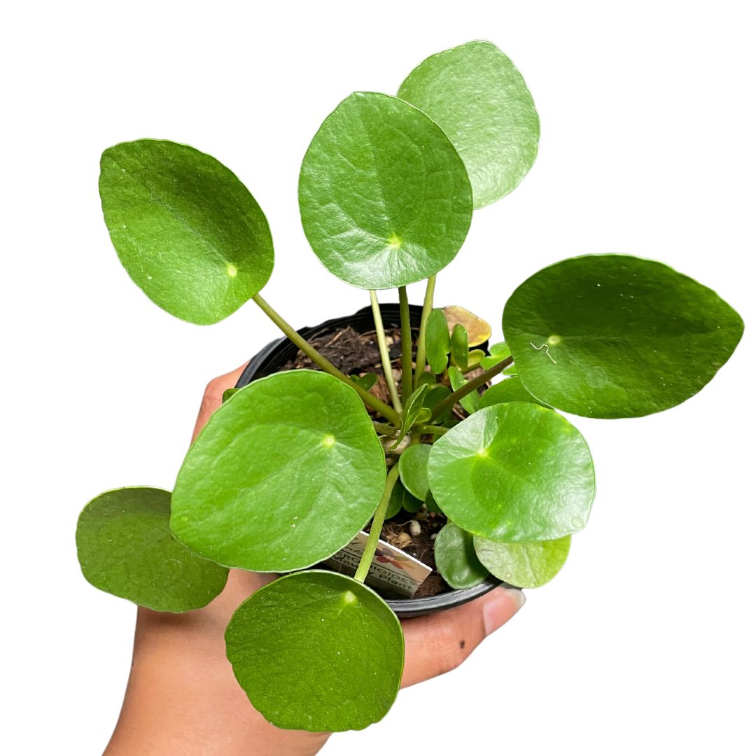 Pilea Peperomioides ‘Chinese Money Plant’