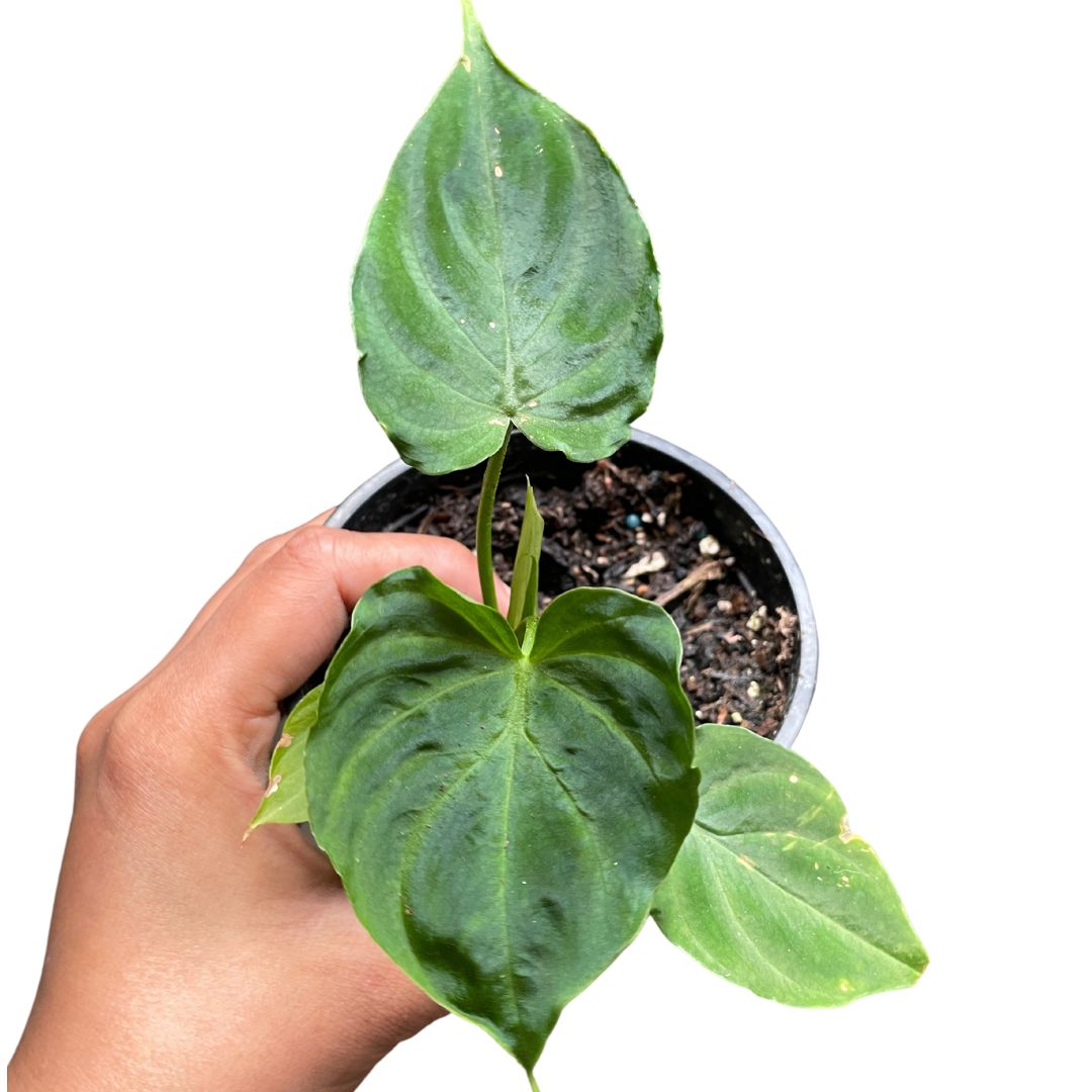 Philodendron Verrucosum (small)