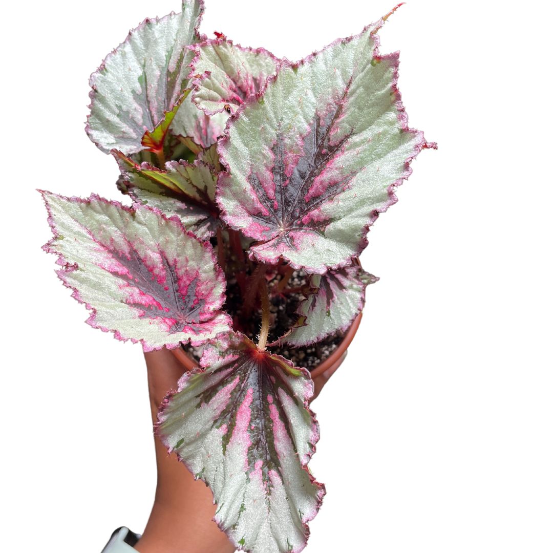 Begonia Rex