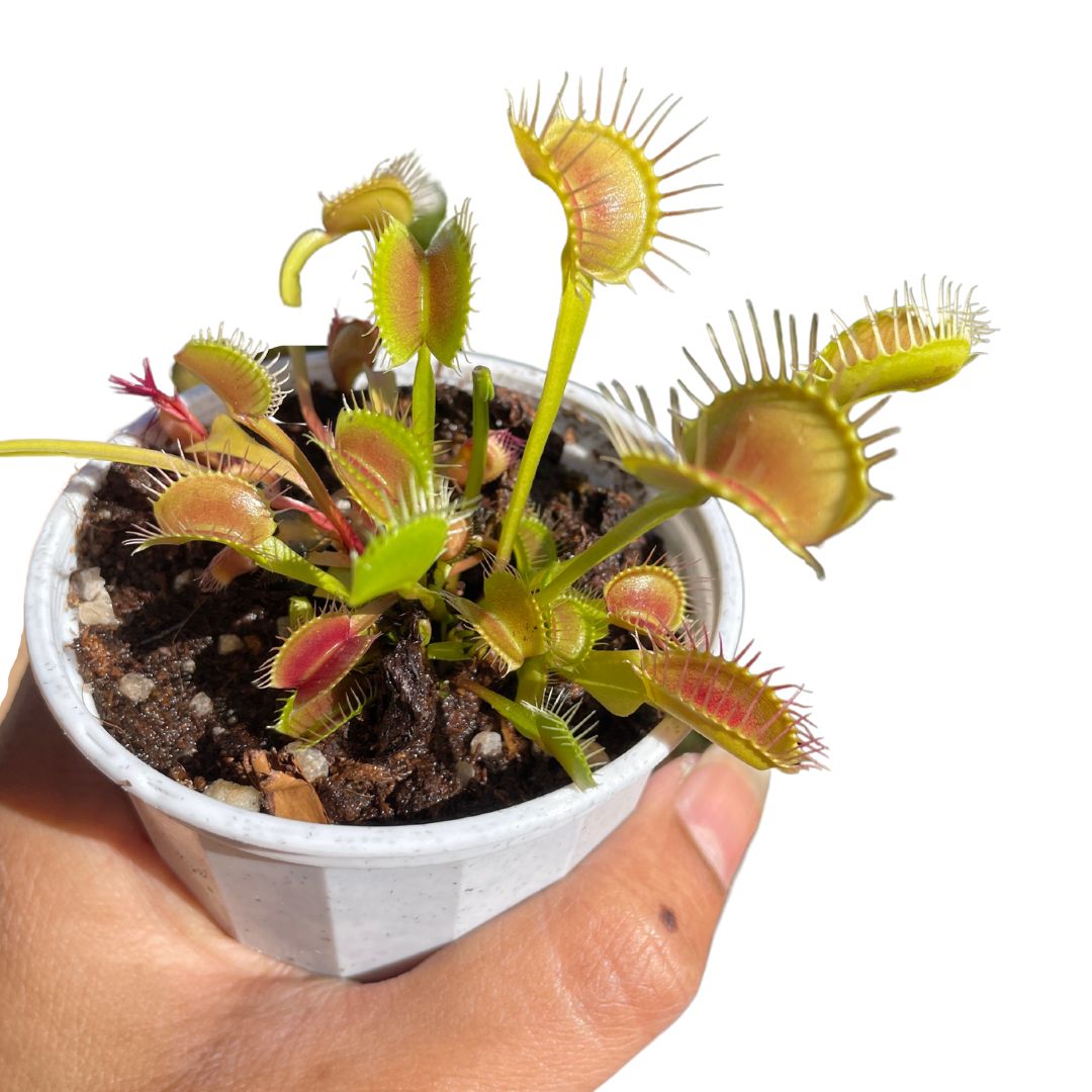 Venus Fly Trap Carnivorous Plant