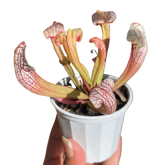 Sarracenia Pitcher Plant