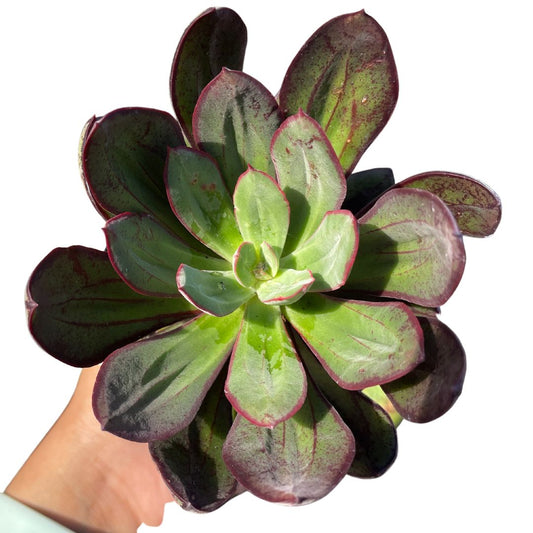 Echeveria painted lady for sale australia