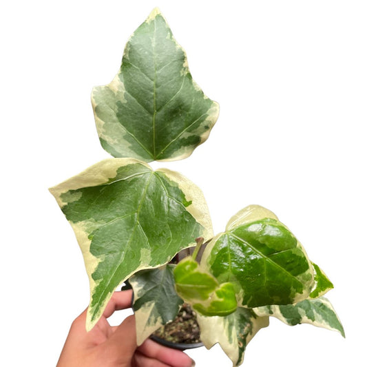 Hedera Variegated Ivy - Wera Plants