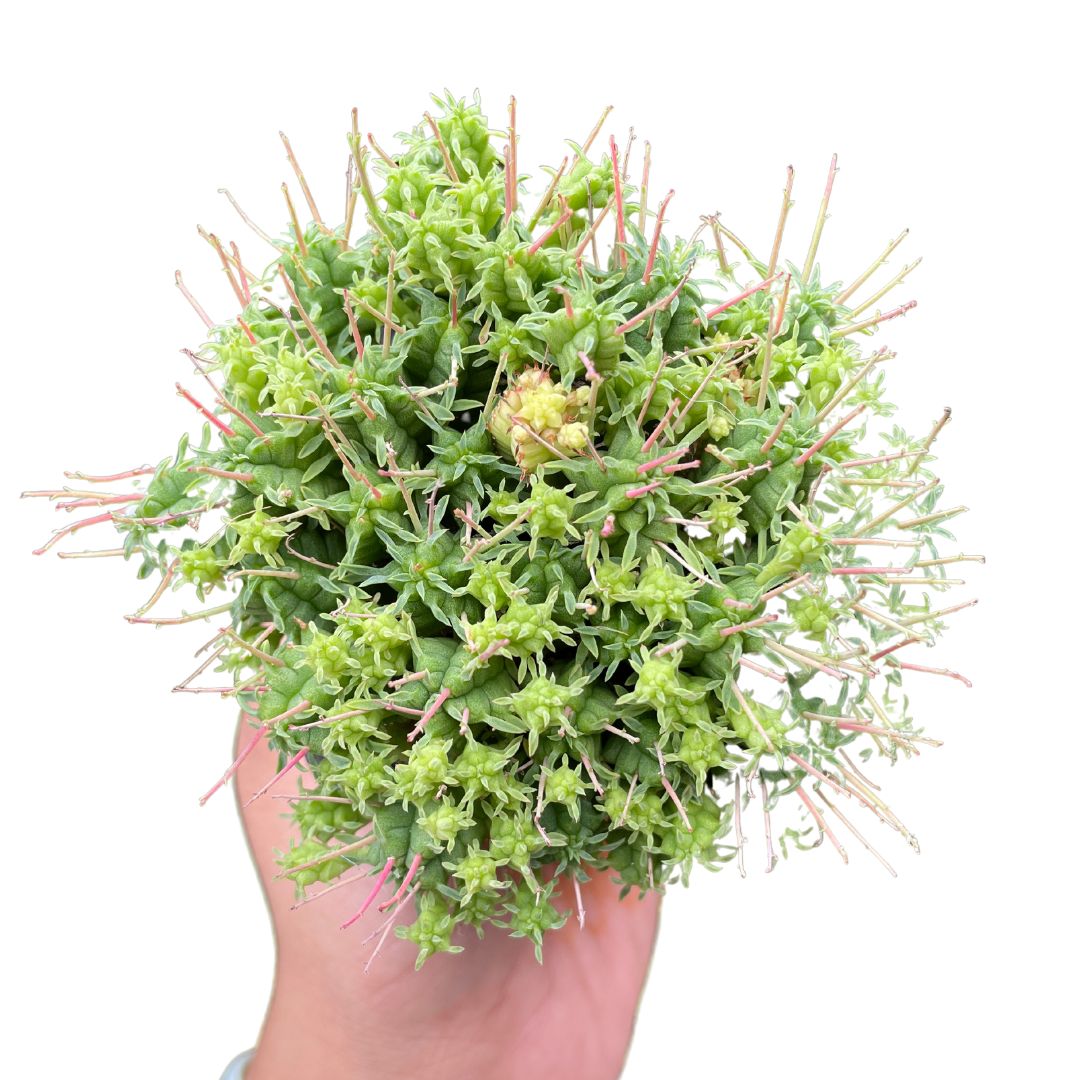 euphorbia cactus