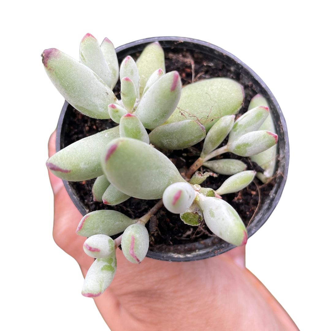 cotyledon pixie bean