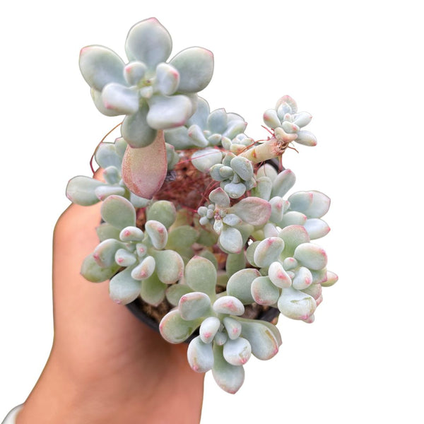 Sedum Comic Tom – Wera Plants