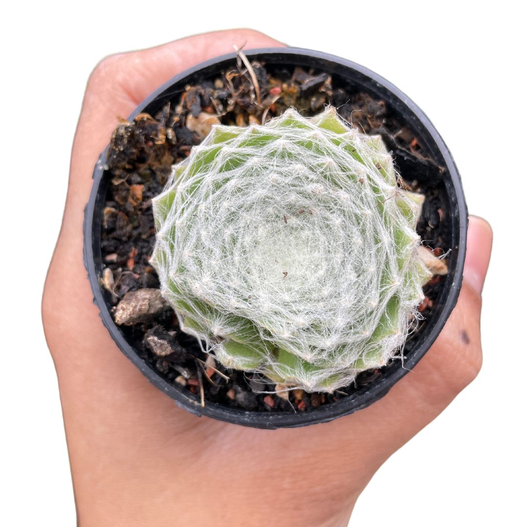 sempervivum cobweb