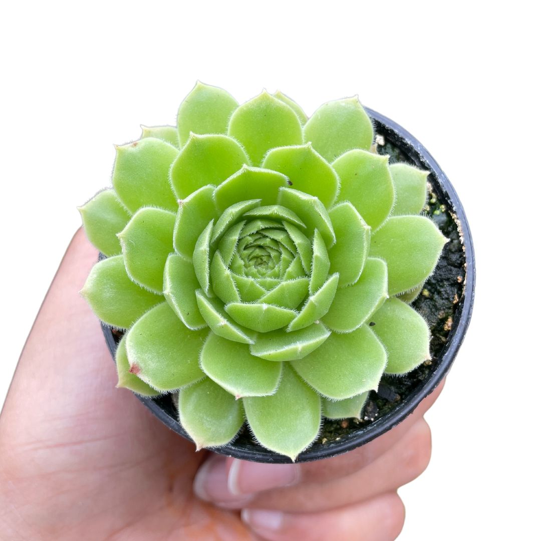 sempervivum