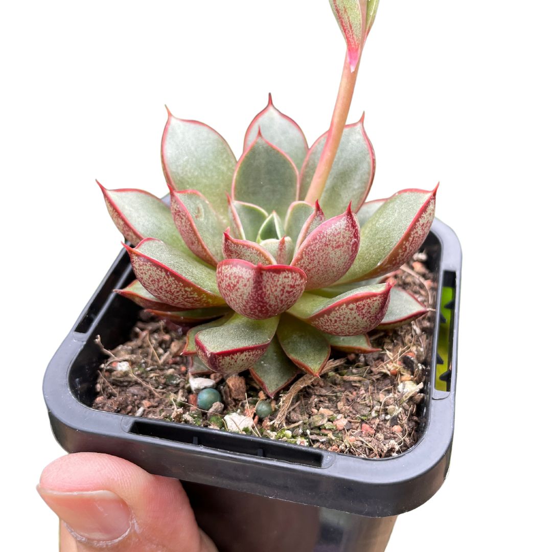 echeveria cat's eye succulent