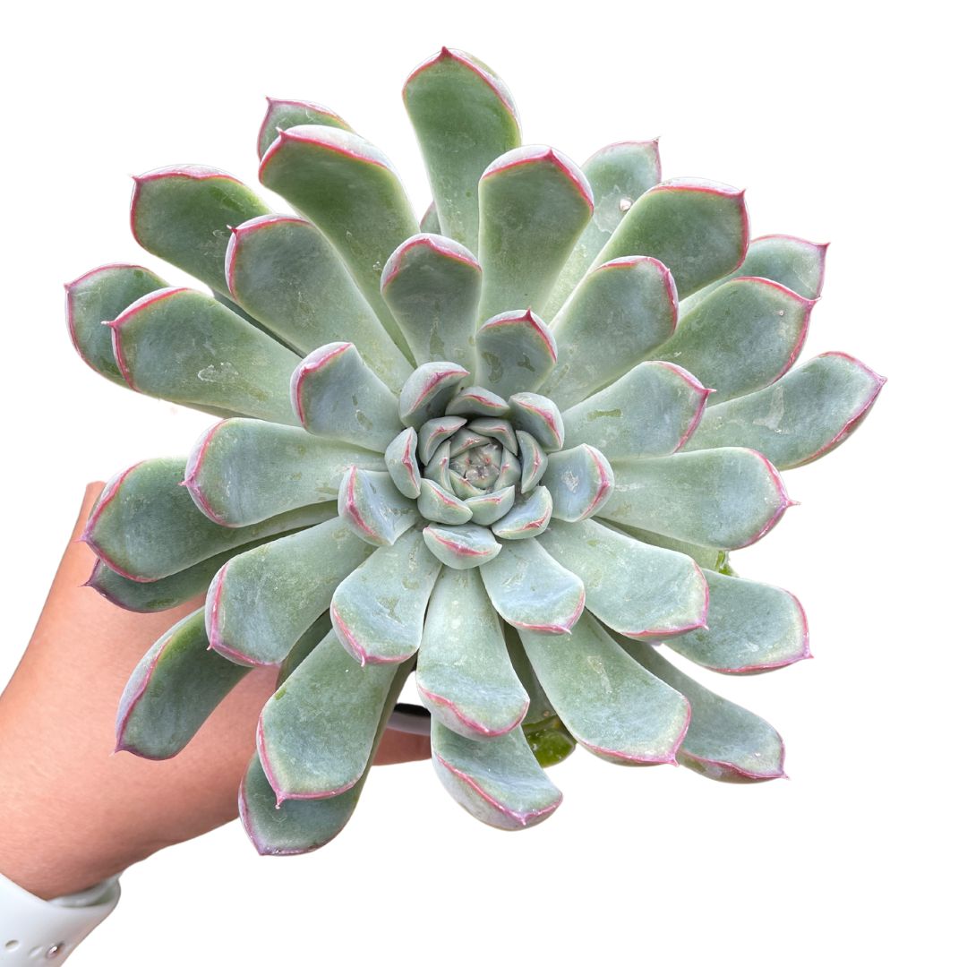 Echeveria Pink Edges – Wera Plants