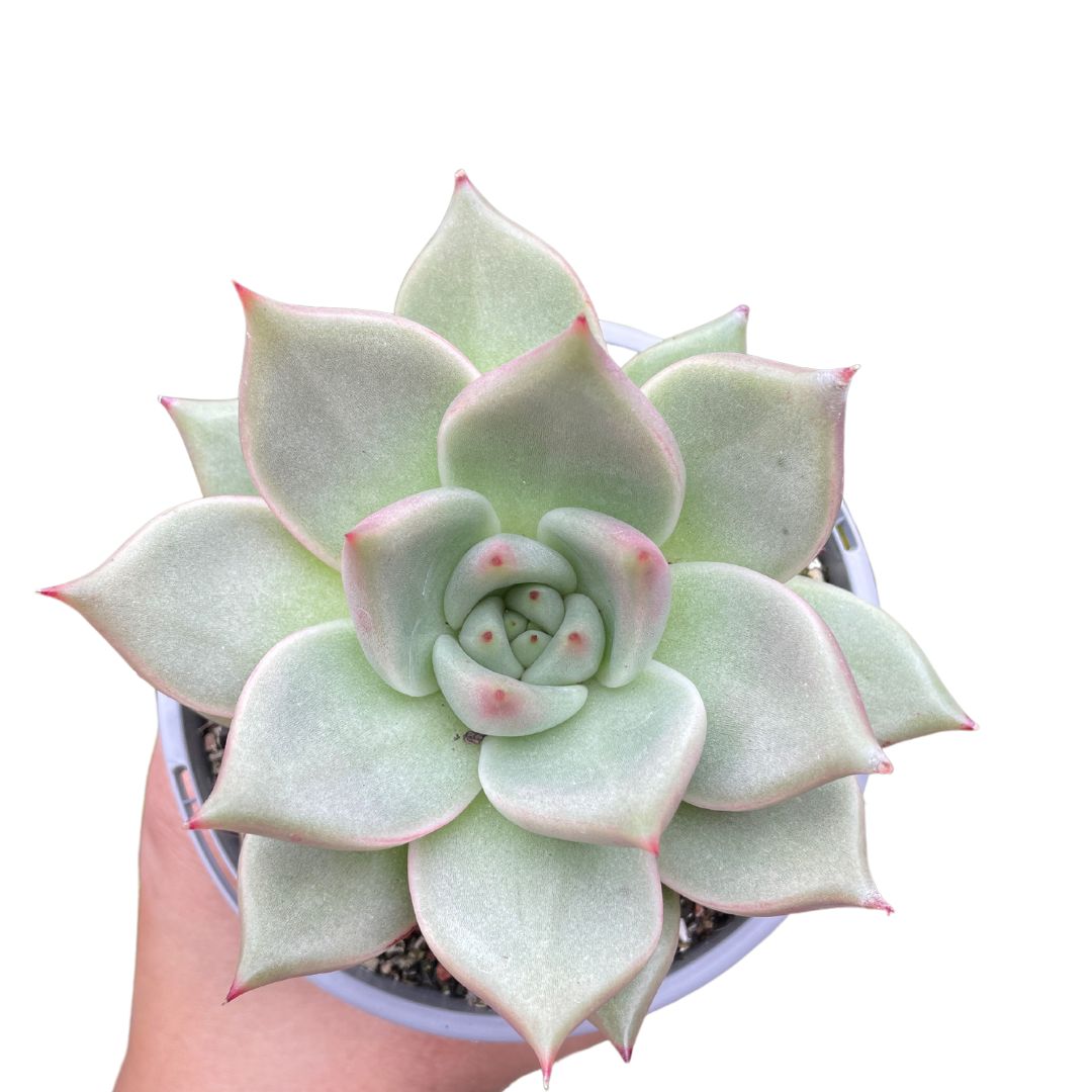 Echeveria Agavoides