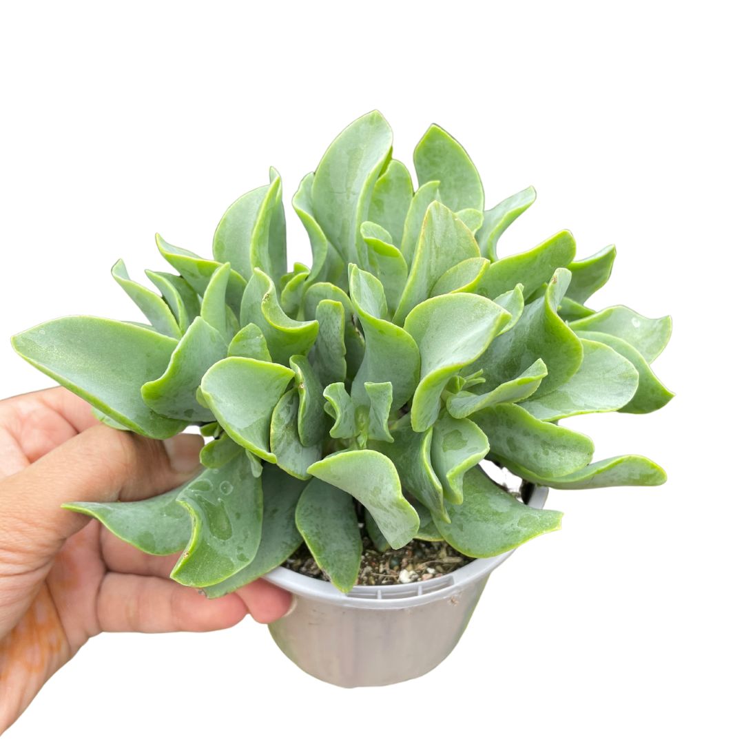 Crassula Max Cook