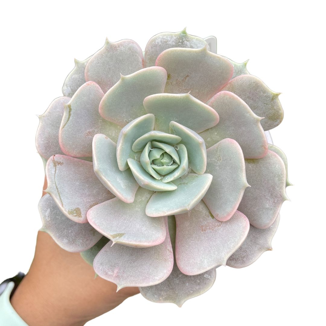 Echeveria Lola