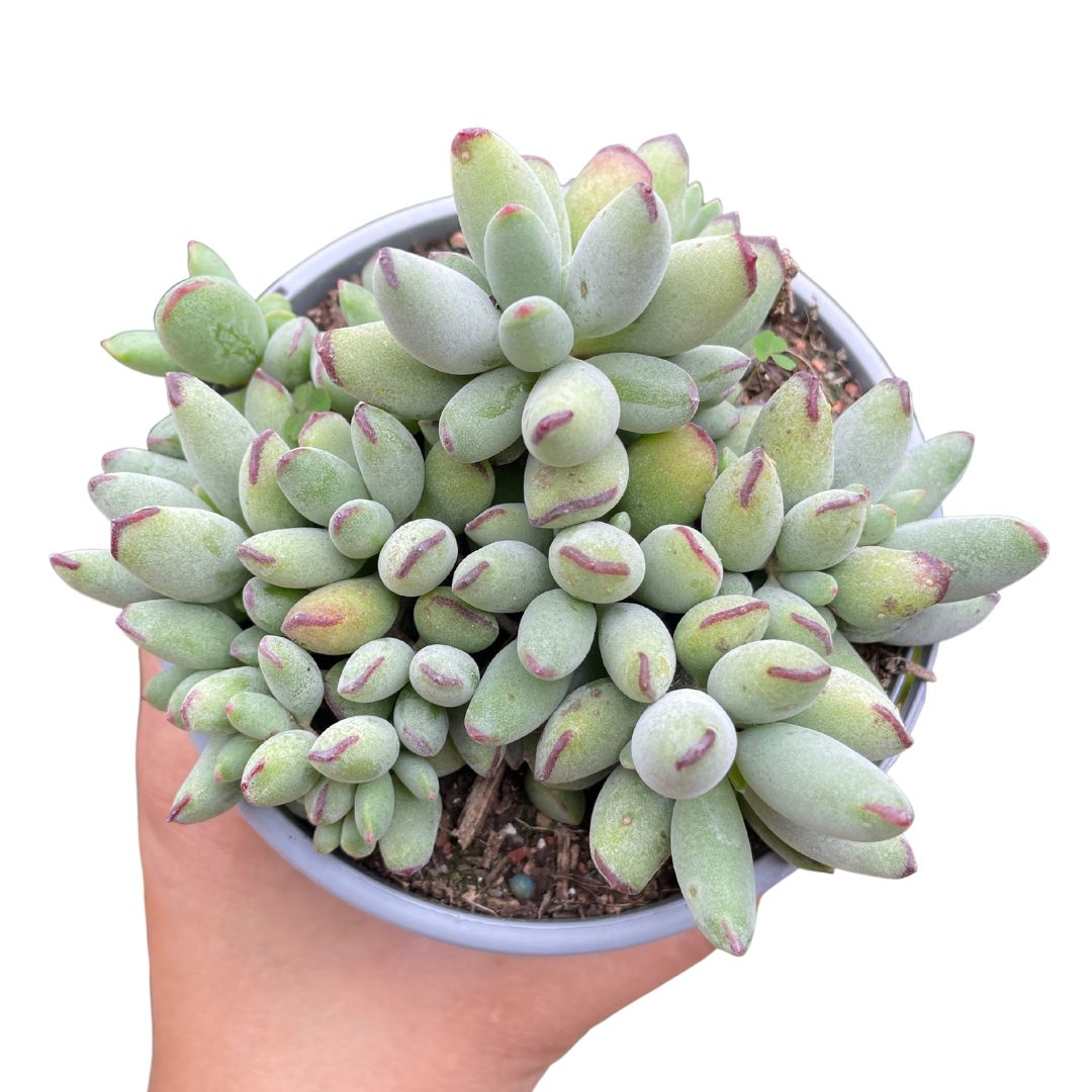 Cotyledon Pixie Bean