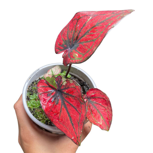 caladium