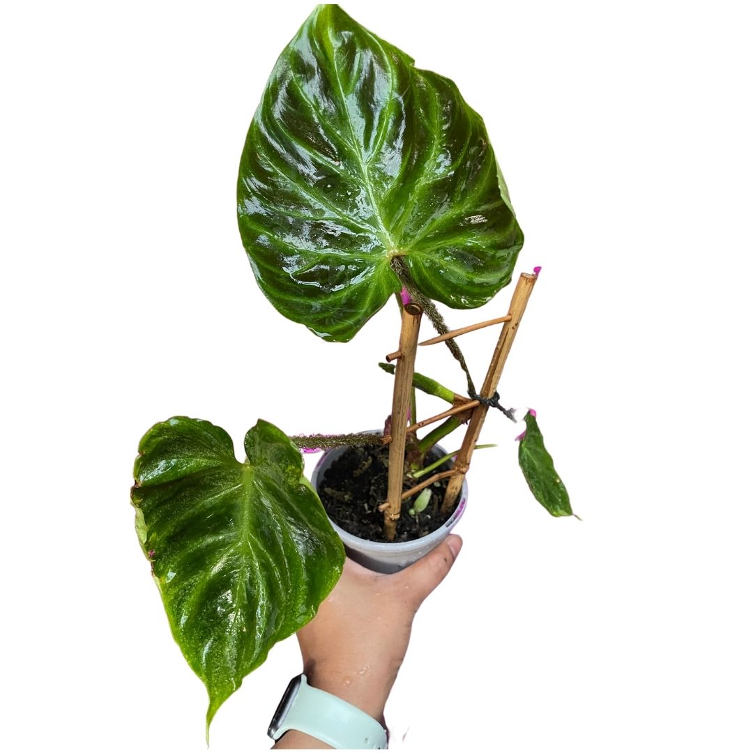 philodendron verrucosum for sale australia