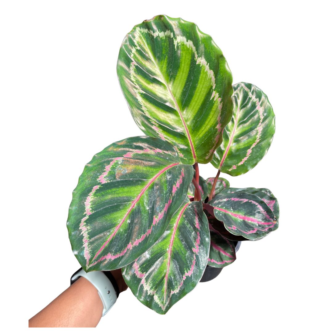 Calathea Illustis