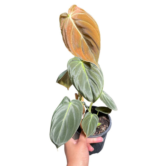 Philodendron Melanochrysum