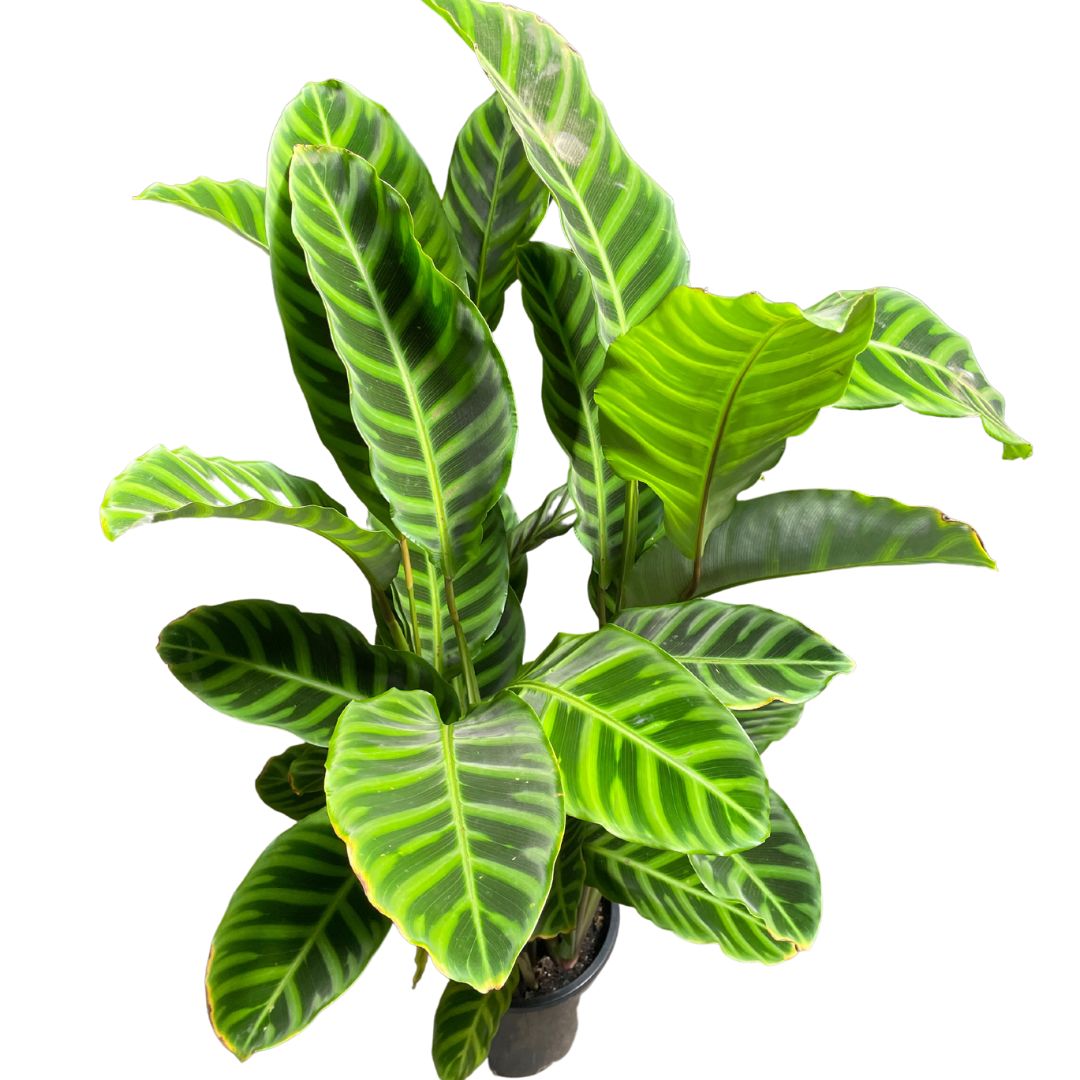 Calathea Zebrina (200mm pot pick up only)