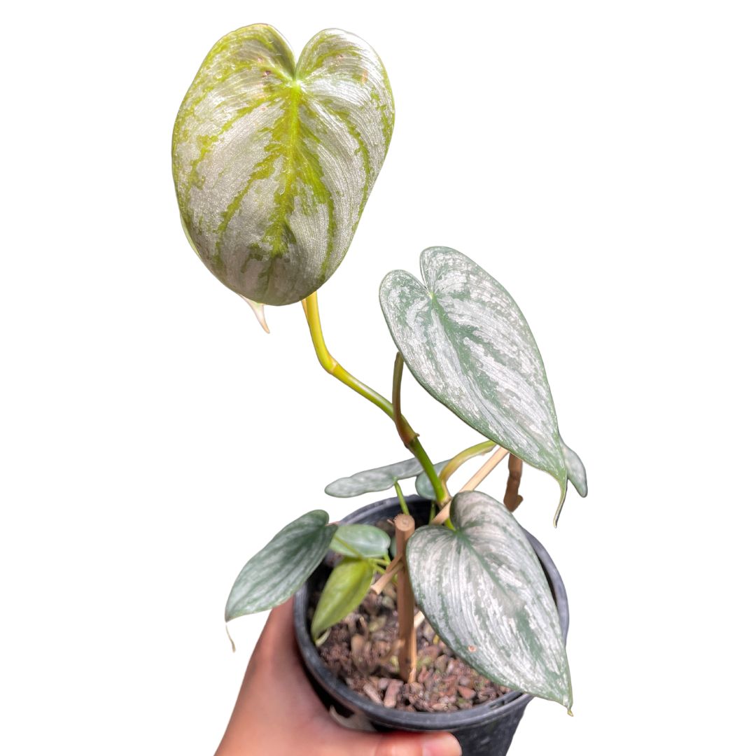 Philodendron Sodiroi