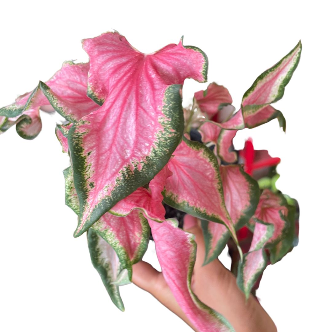 caladium pink rush