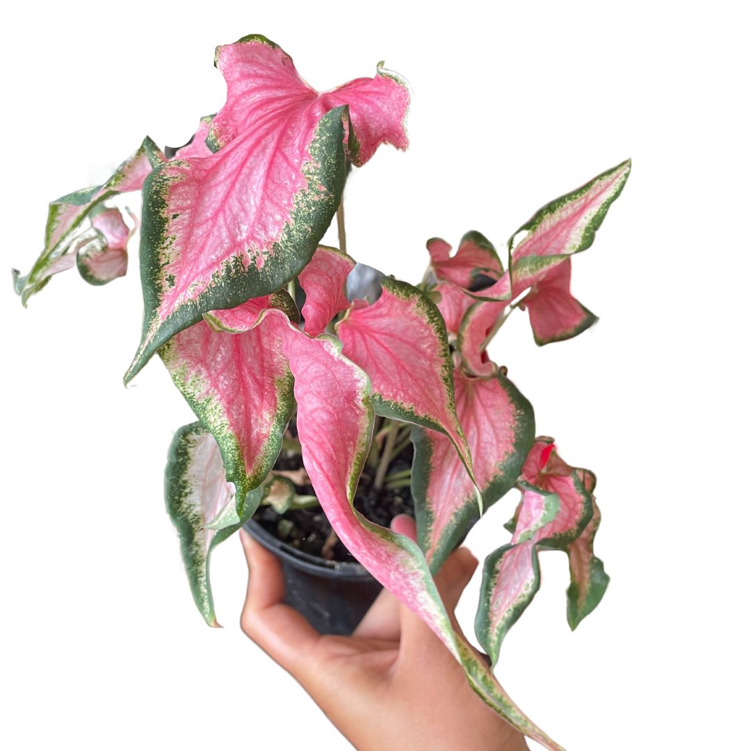 caladiums for sale