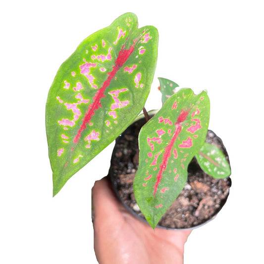 Caladium Sakura Snow (Rare)