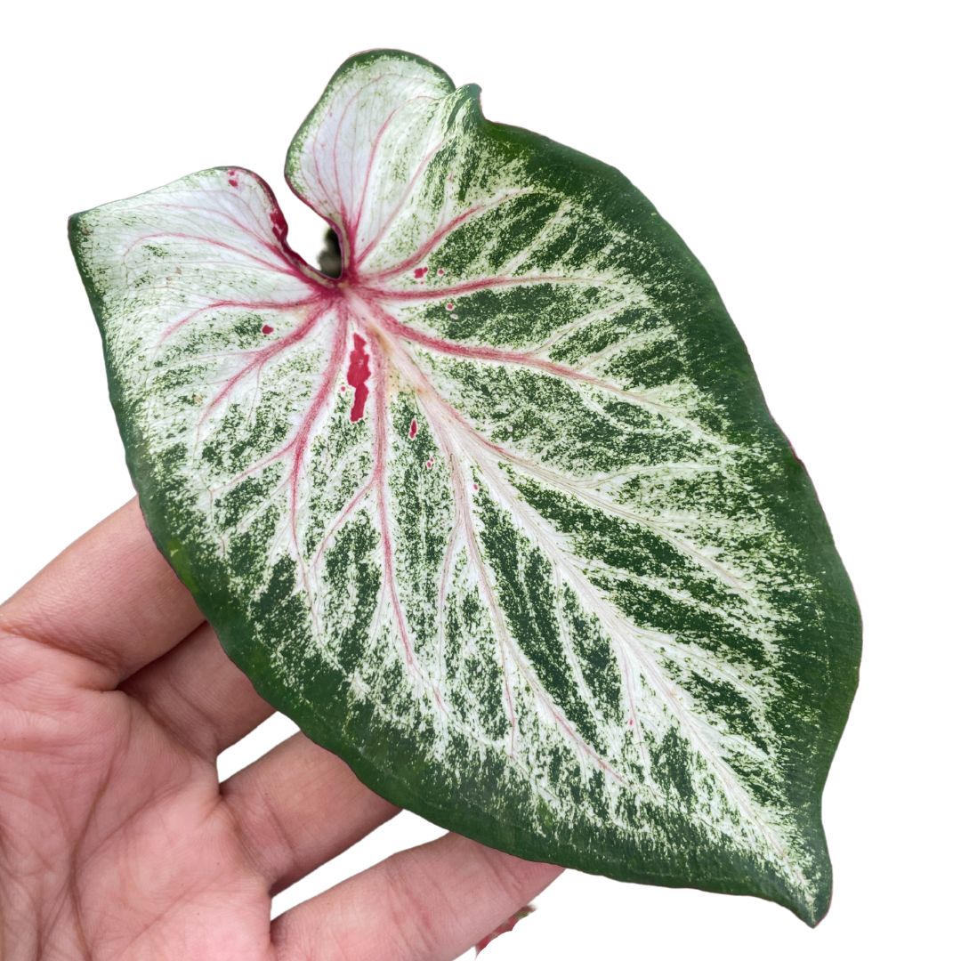 Caladium Splashed Green Thai