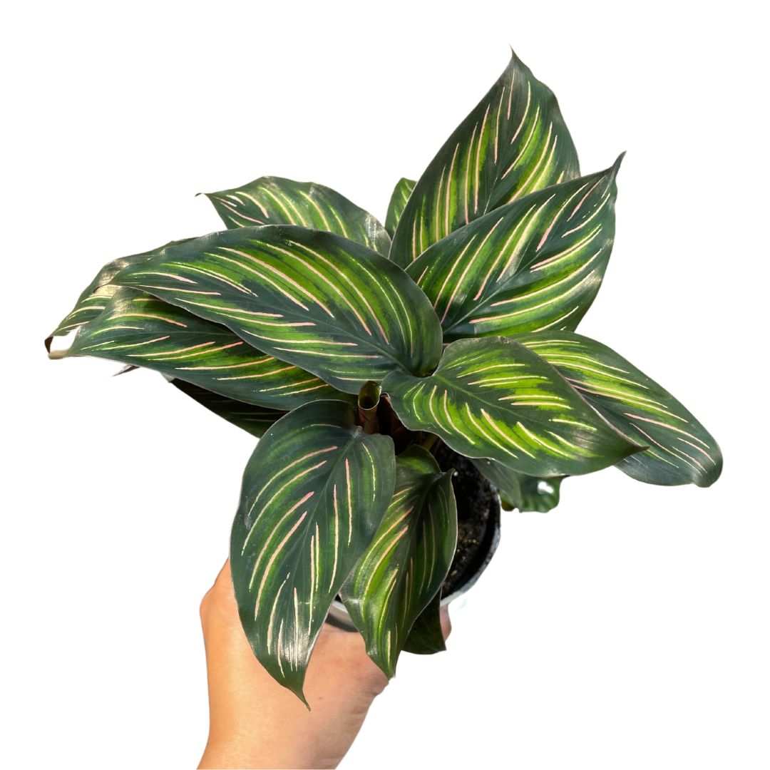 Calathea 'Beauty Star'